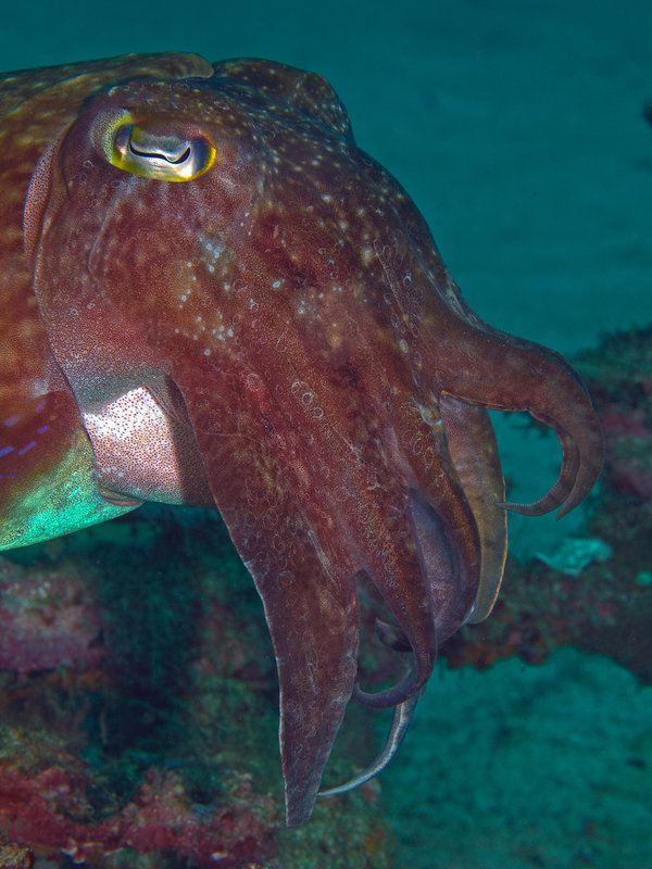Squid, Sabang Wreck